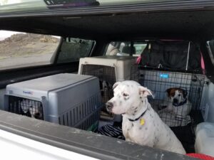 Hurricane Harvey Rescue Dogs