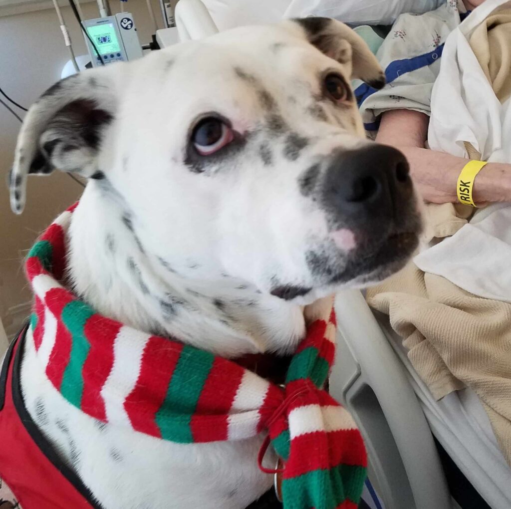 Therapy Dog Marshall at Hospital