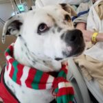Therapy Dog Marshall at Hospital