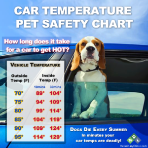 don't leave pets in the car