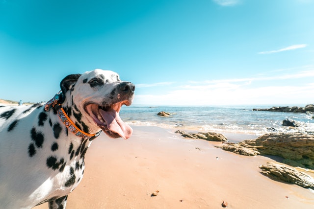 summer safety tips for pets