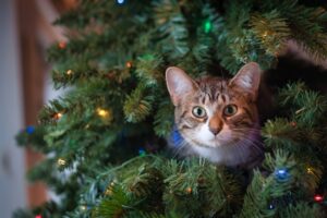 Christmas Cat