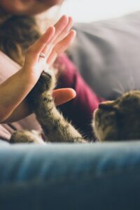 Pet Emergency Preparedness