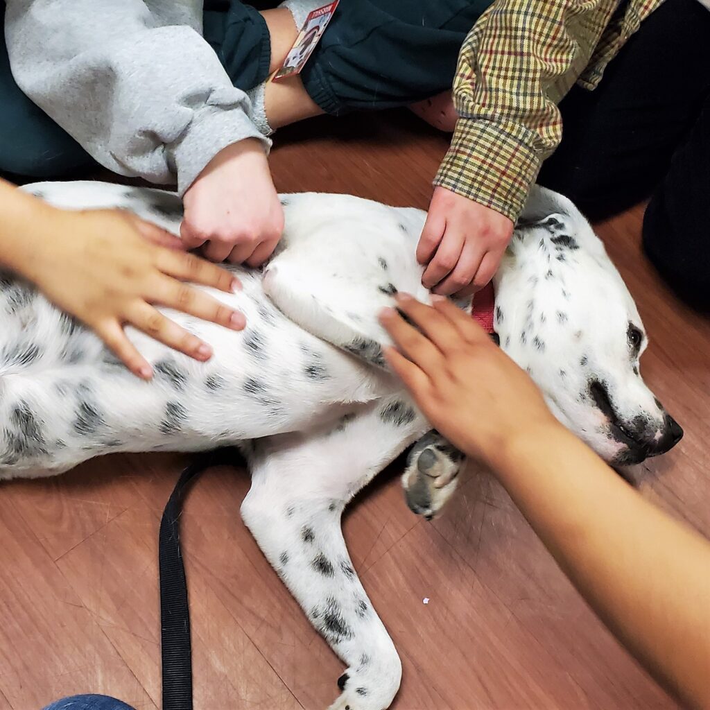 Pet Therapy Belly Rubs