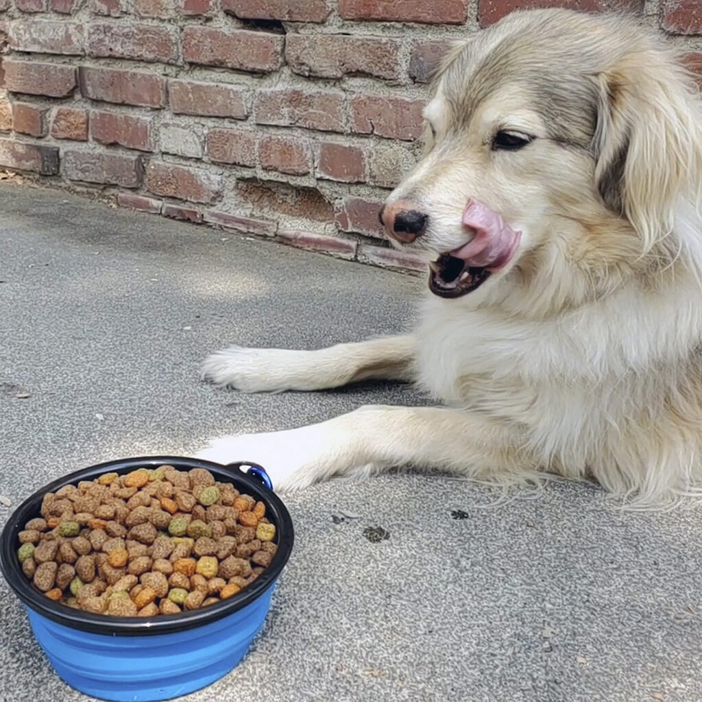 Pet Food Bowl