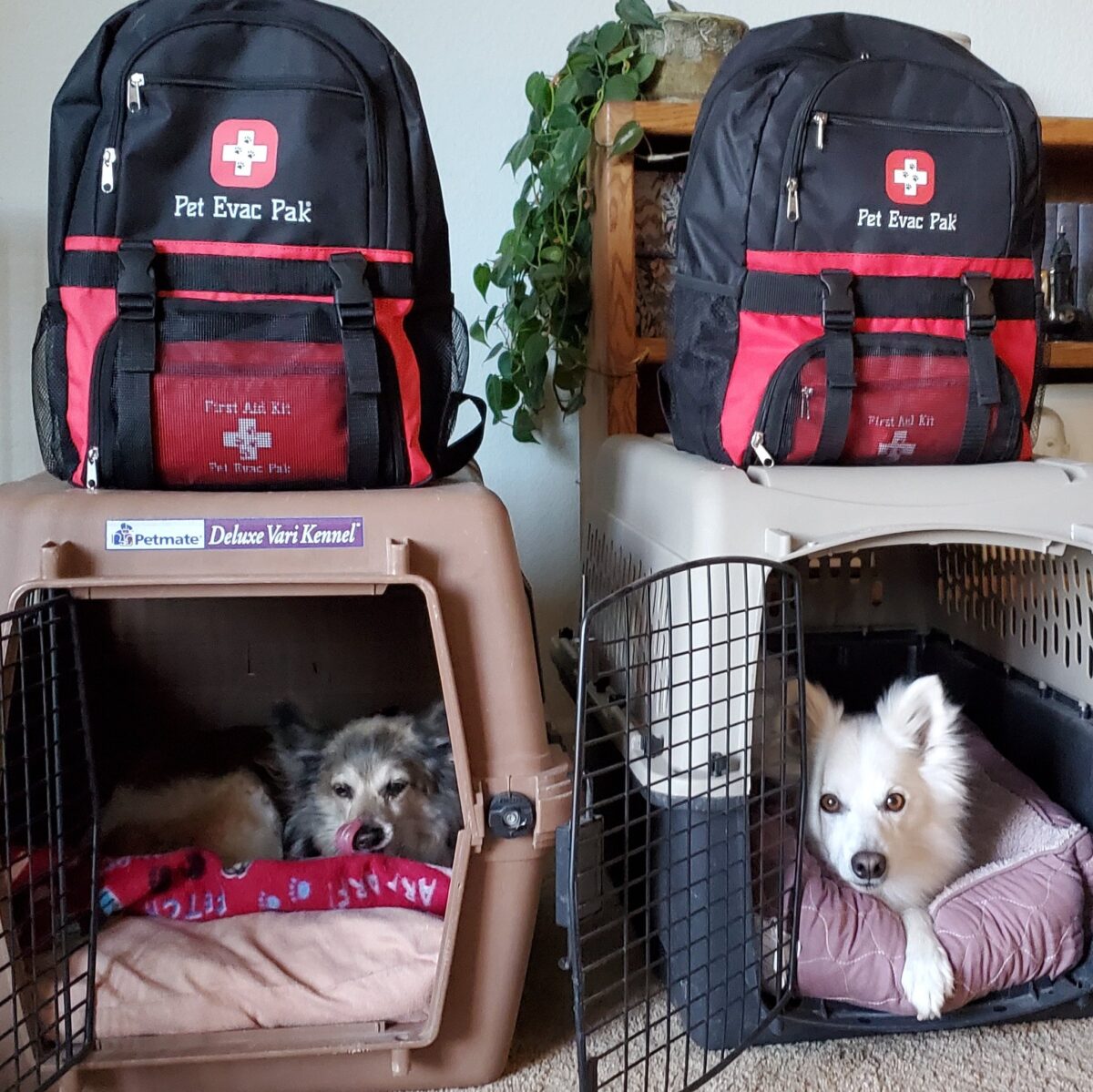 How to keep pets safe during a Tornado - Pet Evac Pak