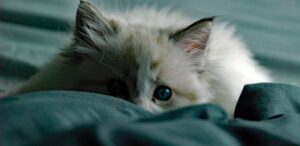 scared cat, evacuate with cat