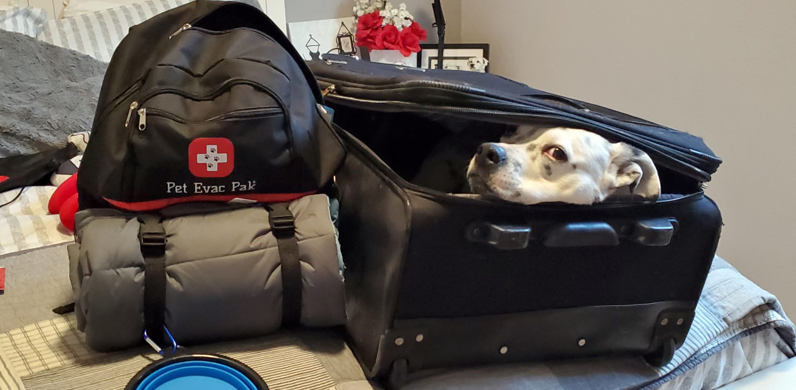 Packing with pets, Bugout bag