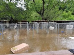 Hurricane Harvey