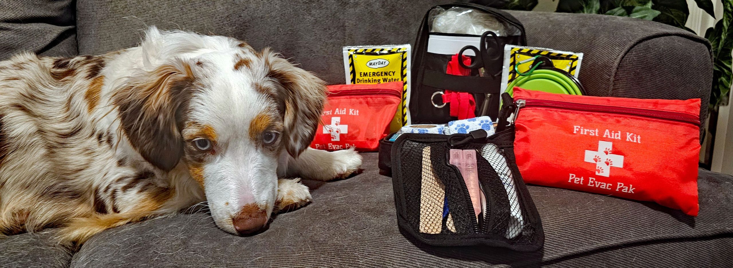 Emergency Pet First Aid