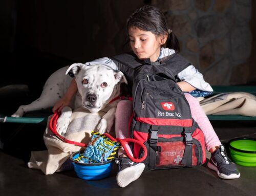 Voted Best for Natural Disaster in “The 4 Best Dog First Aid Kits of 2024” by The Spruce Pets