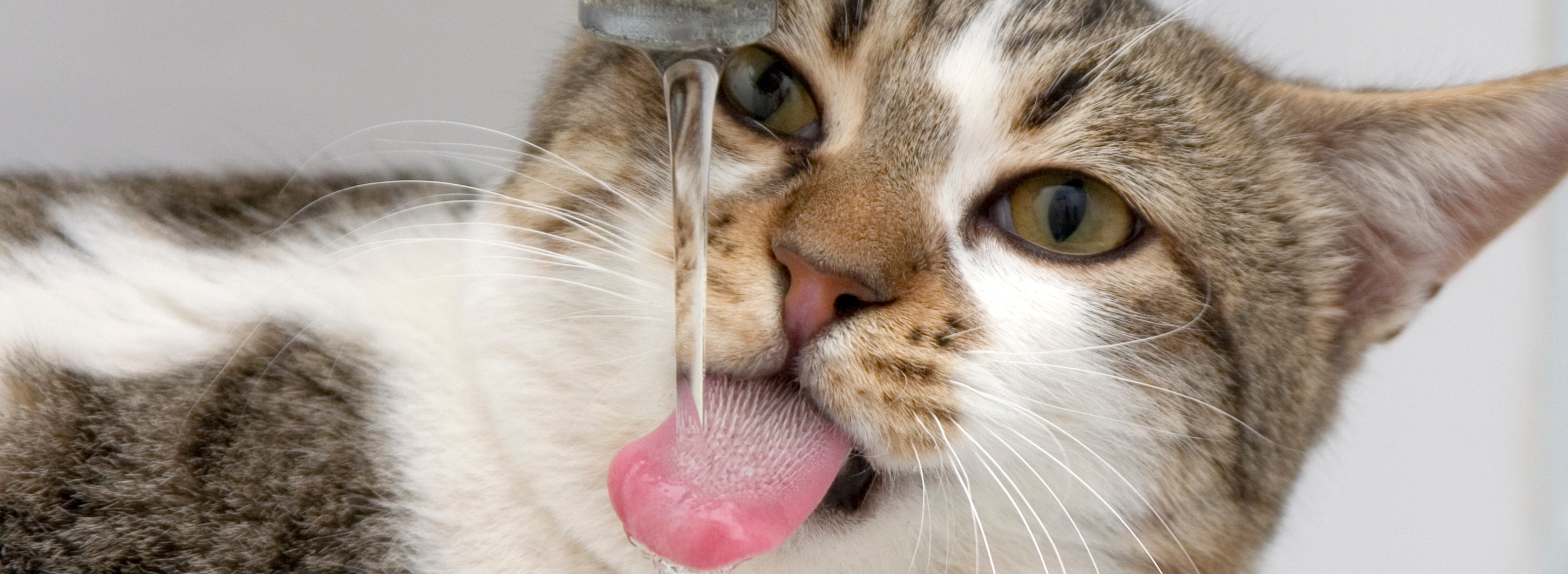 emergency drinking water, cat drinking water