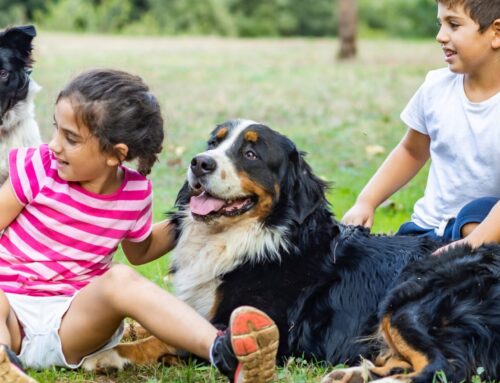 Tips for Pet Safety and Longevity