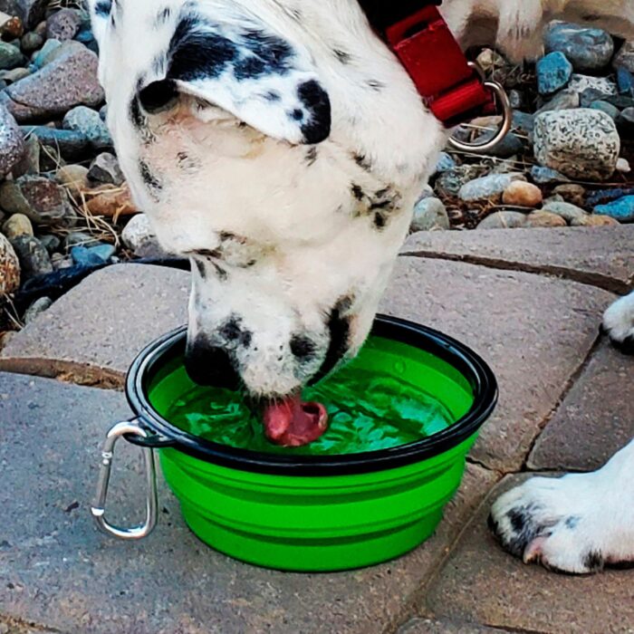 Dog drinking water