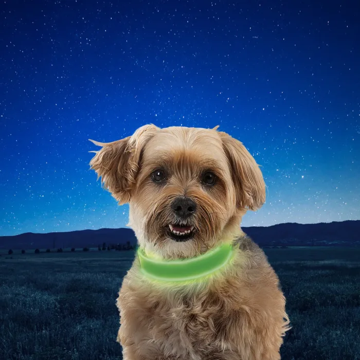 Dog glowing collar