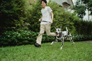 Active dog