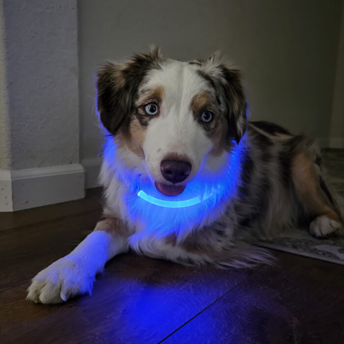 LED Rechargeable Safety Necklace, Glow in the dark collar