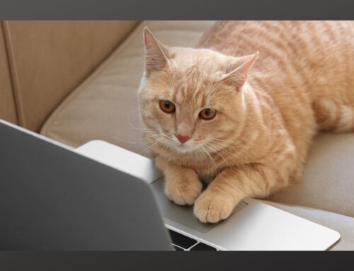 Cat Emergency Kit Cost Comparison