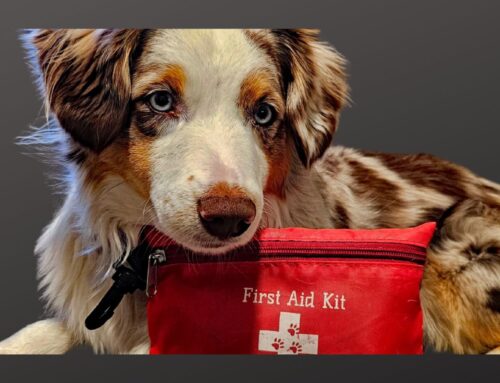 April is Pet First Aid Awareness Month