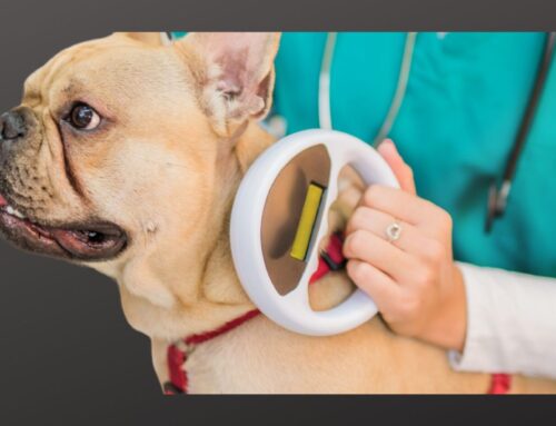 Importance of Microchipping Your Pet – Emma’s Story
