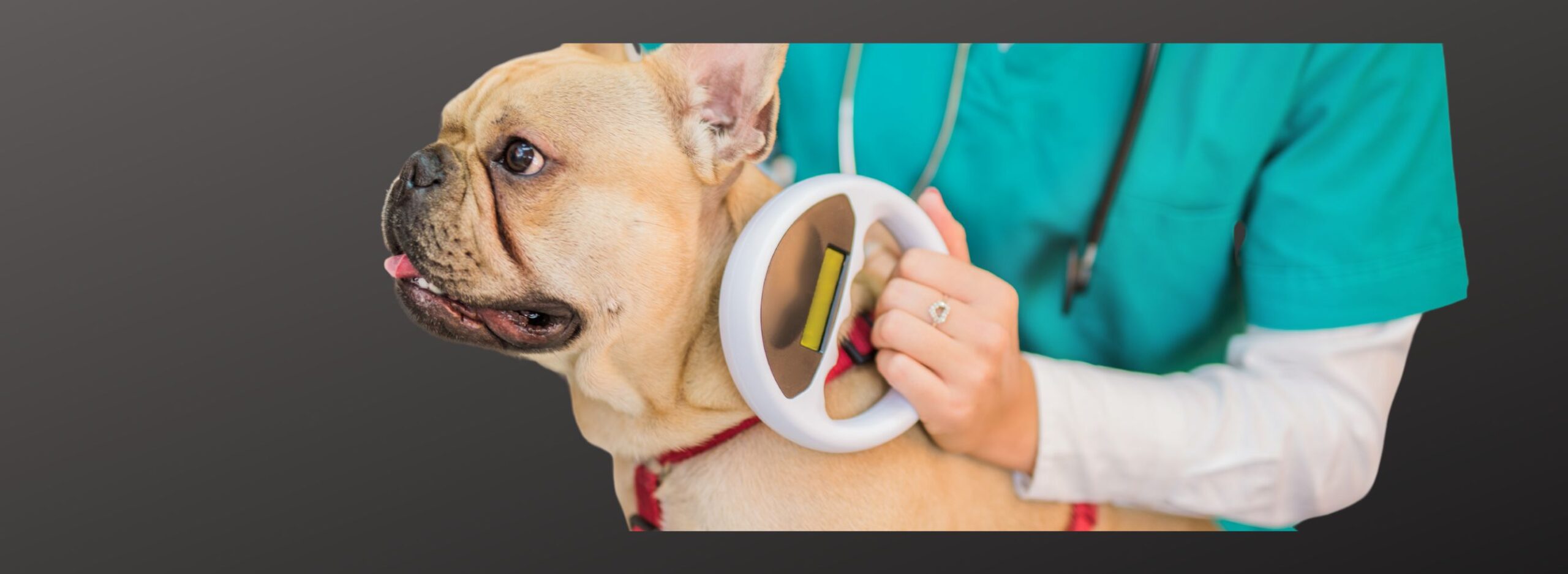 Microchipping