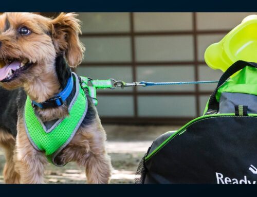 June – National Pet Preparedness Month