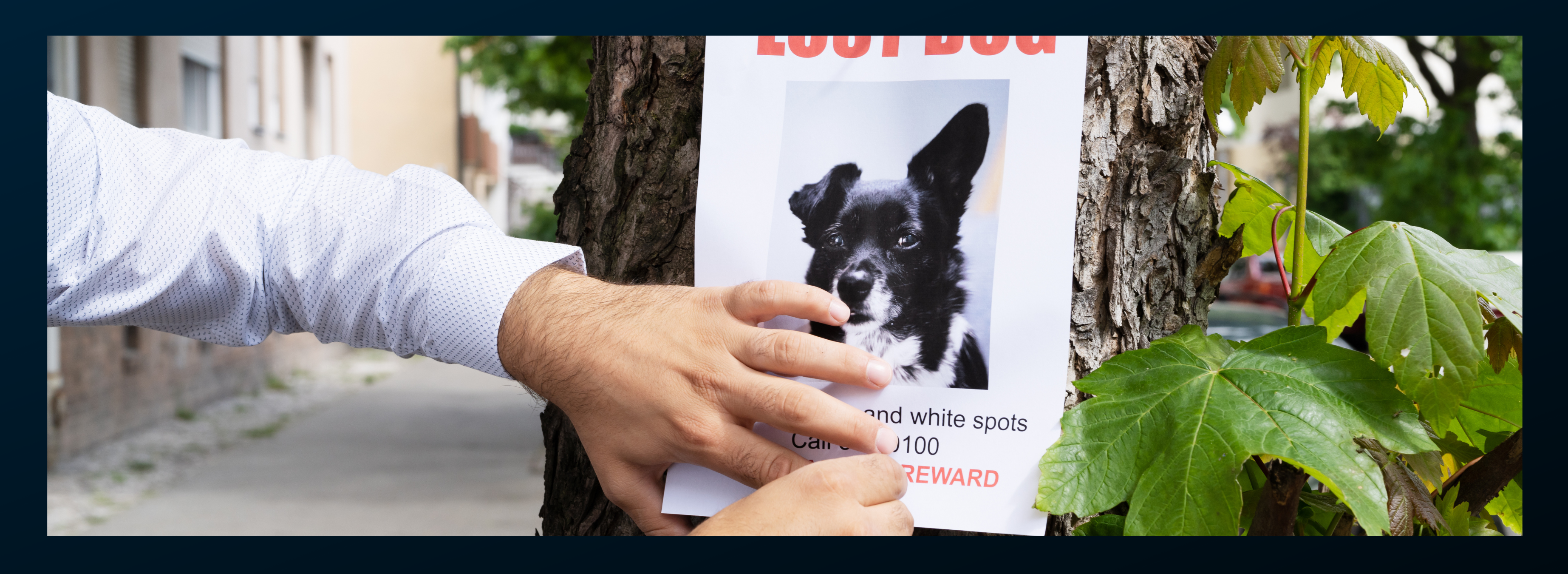 National Lost Pet Prevention Month