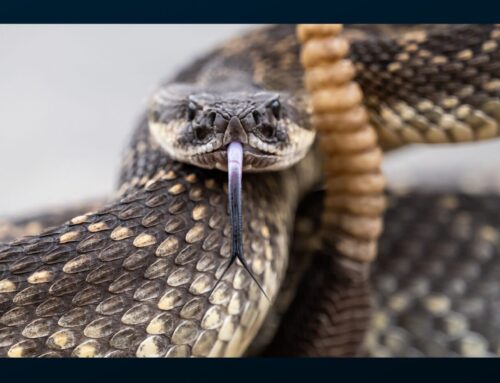 The Effectiveness of Snakebite Kits for Dogs.