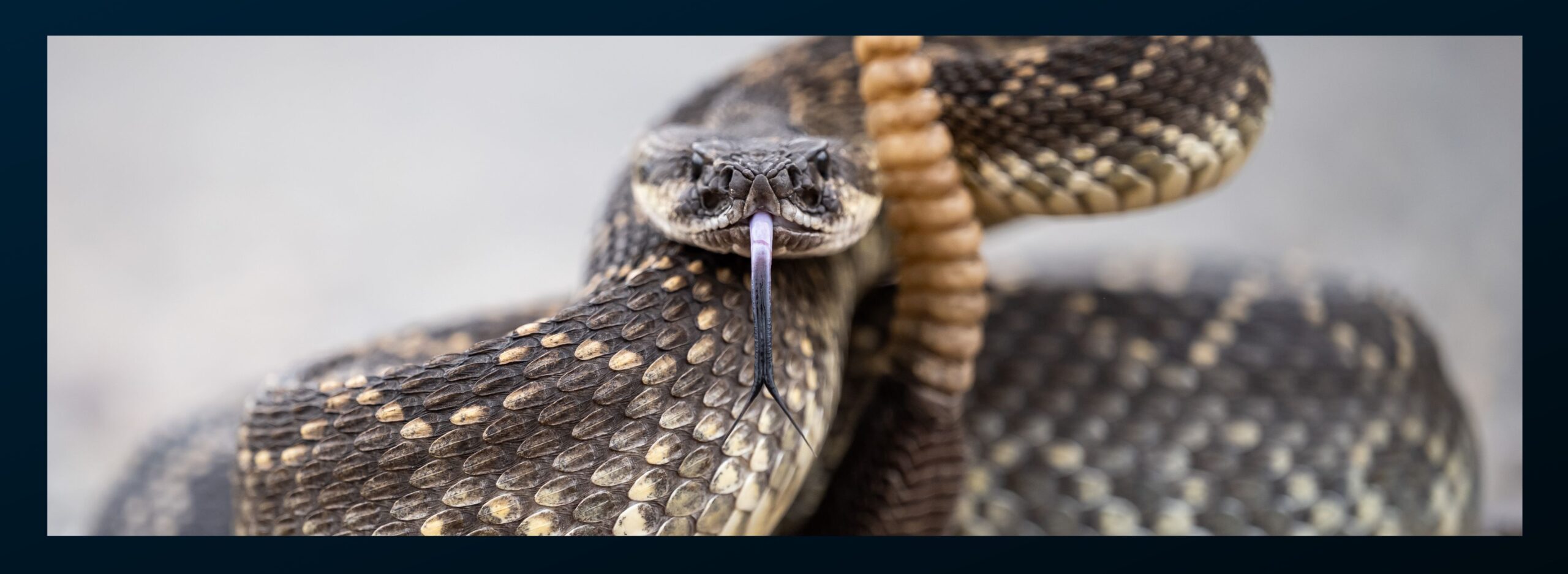 Rattlesnake