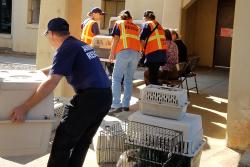 Pet Shelter