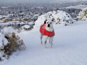 Snow Dog