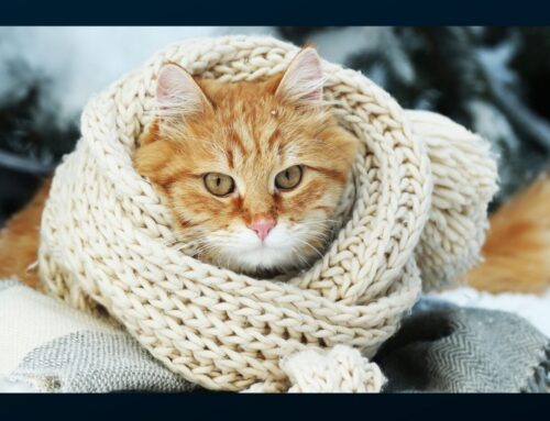 Preparing your Pets for Winter Weather