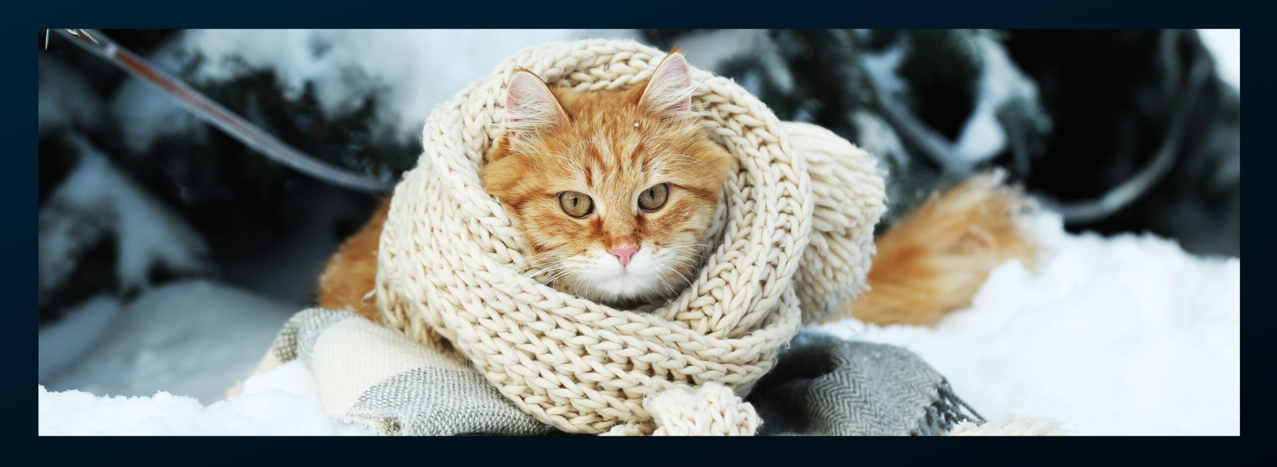 Preparing your pets for winter weather