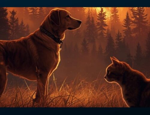 Preparing your Pets for Wildfire Season