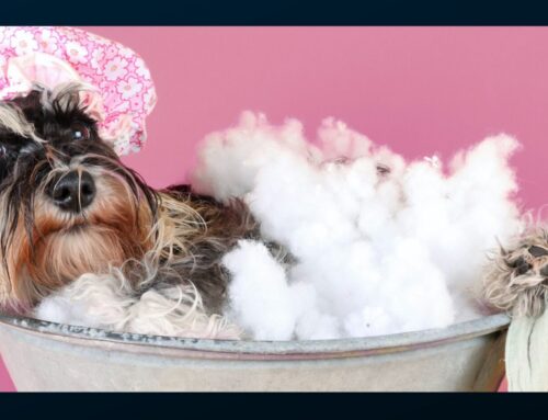 Pet Business Evacuation Tips