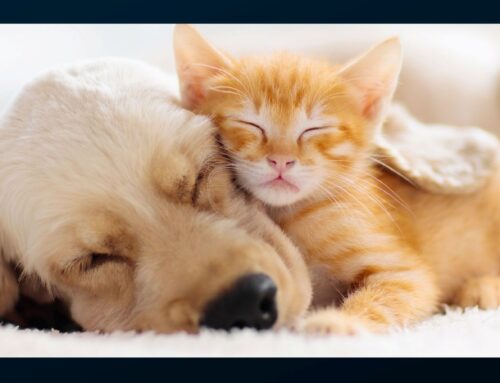 Emergency Prepping with a New Puppy or Kitten