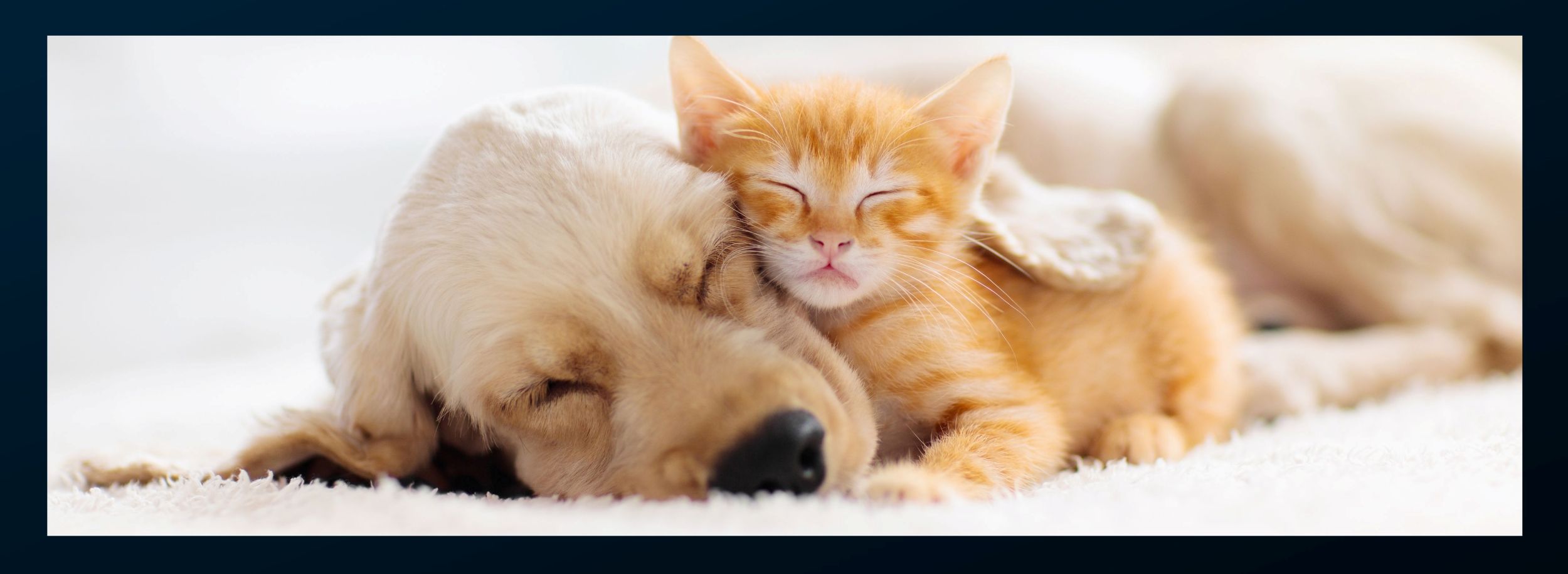 Prepping for new puppies and kittens