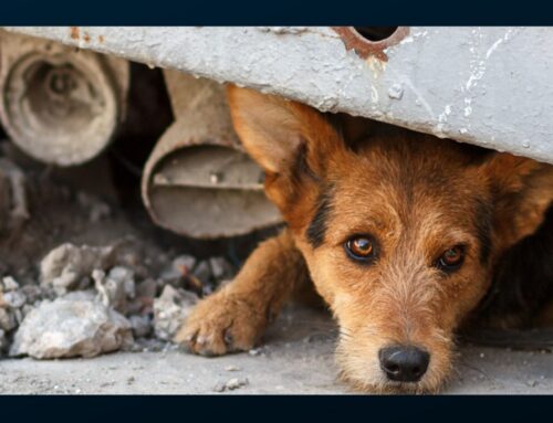 Can Pet’s Sense Earthquakes?