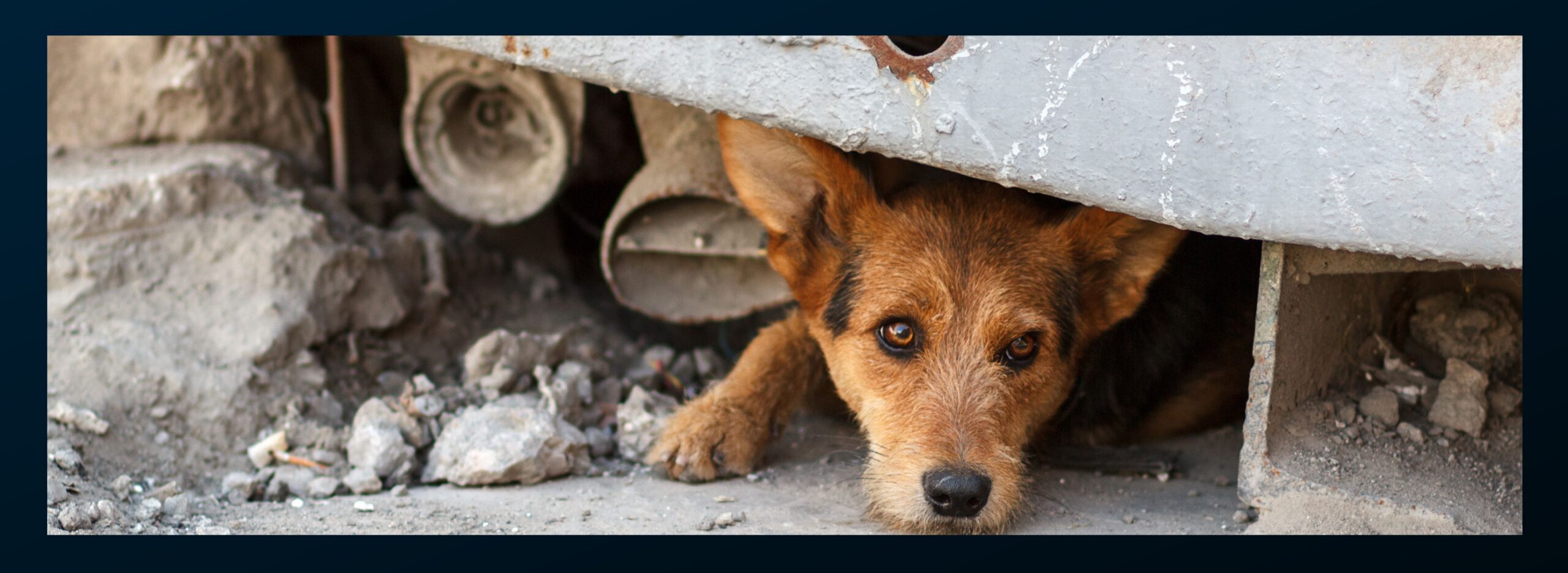 Can pet's predict earthquakes