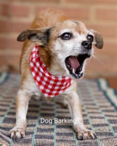 Dog Barking