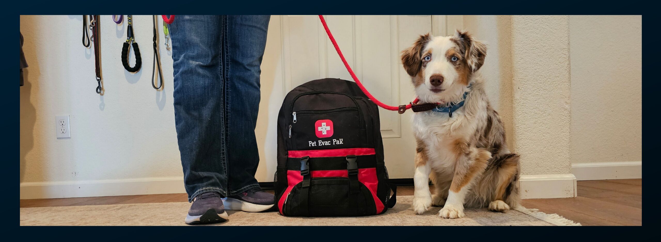 National Animal Preparedness Day