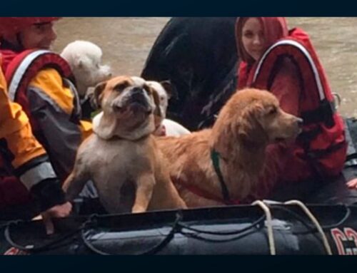 Your Pets During and After a Disaster