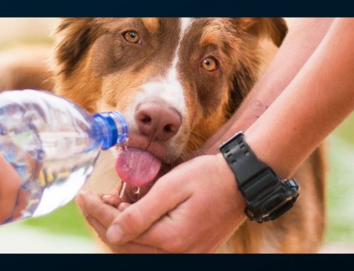 How much drinking water does my pet need?