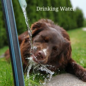 Drinking water