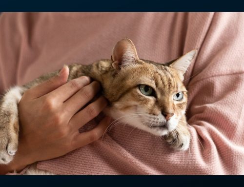 Preparing Your Cat for Evacuation