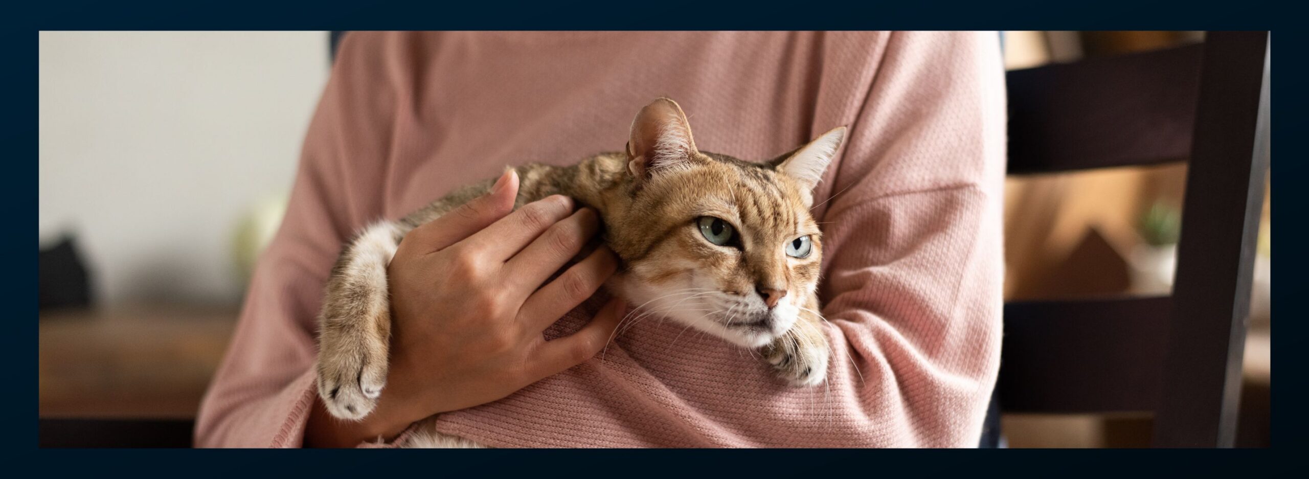 Cat Evacuation