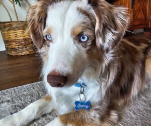 ID tag, Pet Identification