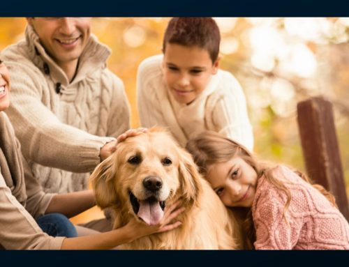 The importance of Pet Identification.
